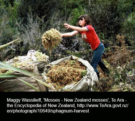 New Zealand Sphagnum Moss