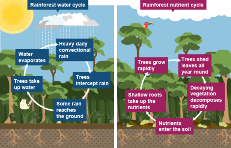 WHY IS LEAF LITTER IMPORTANT? - Biome Exotics LLC